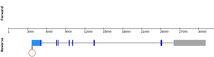 gene structure