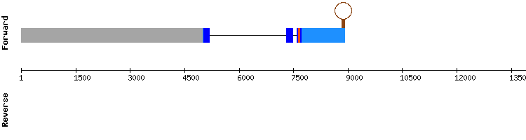gene structure