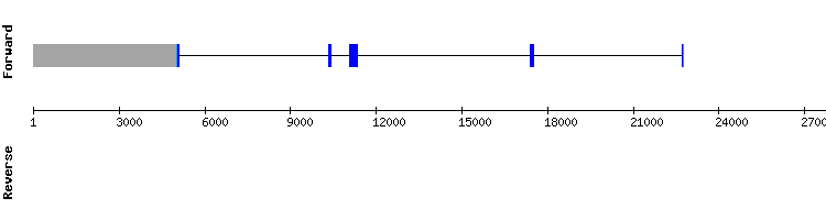 gene structure