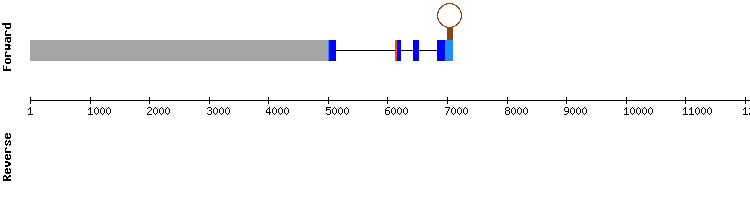 gene structure