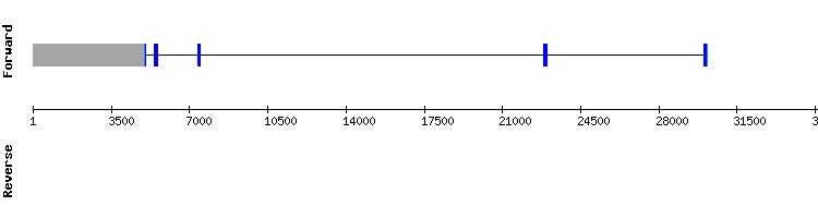 gene structure