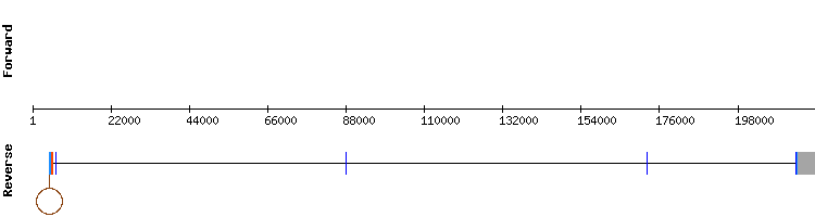 gene structure