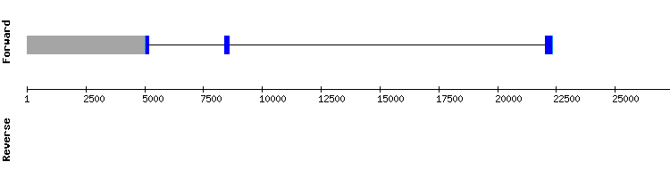 gene structure