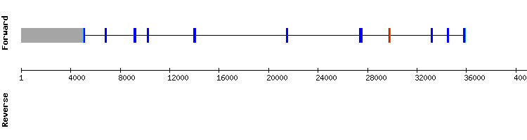 gene structure