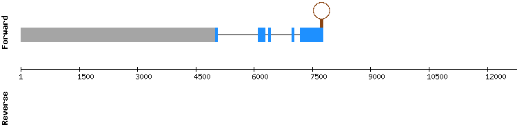 gene structure