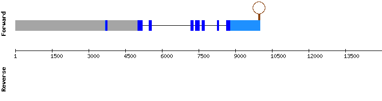 gene structure
