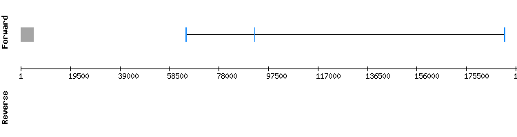 gene structure