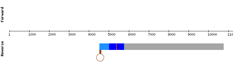 gene structure