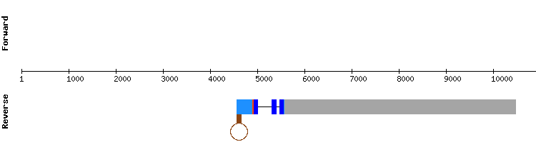 gene structure