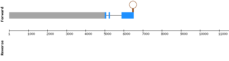 gene structure