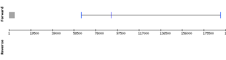 gene structure