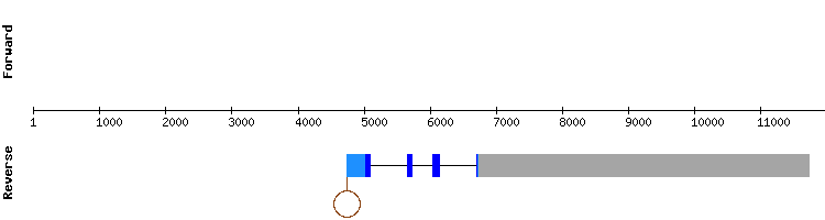 gene structure