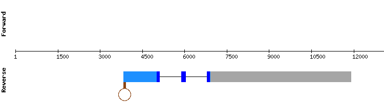 gene structure