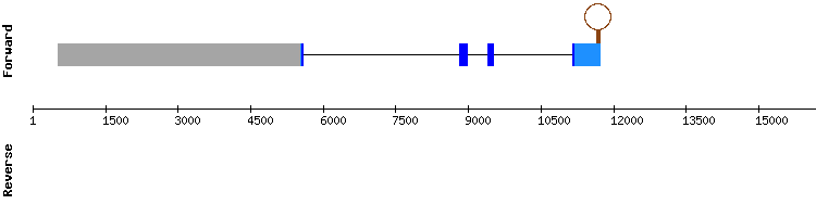 gene structure