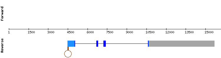 gene structure