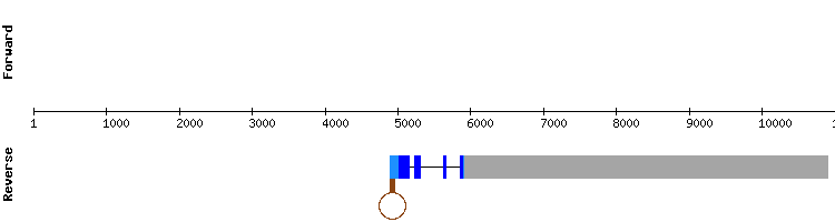 gene structure