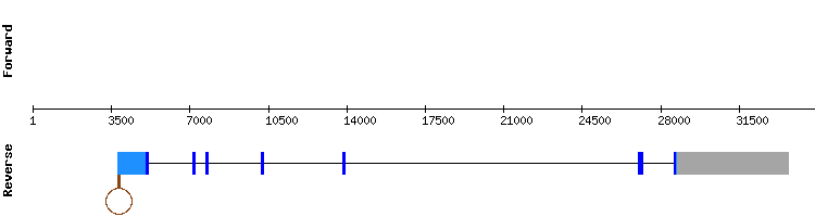 gene structure