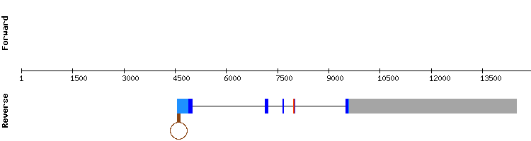 gene structure