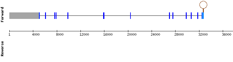 gene structure