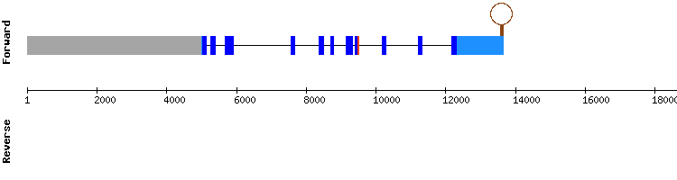 gene structure
