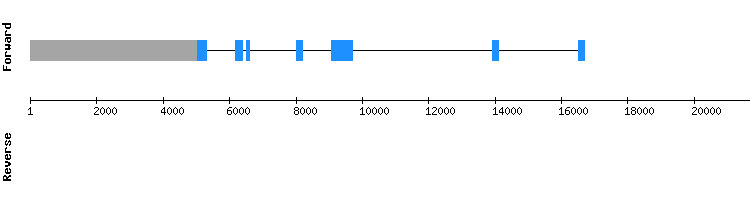 gene structure