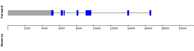 gene structure