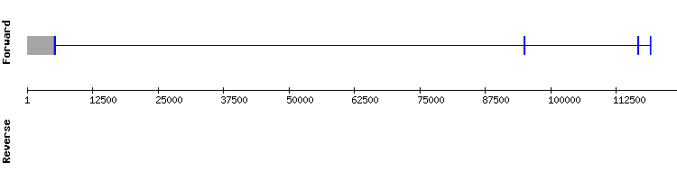 gene structure