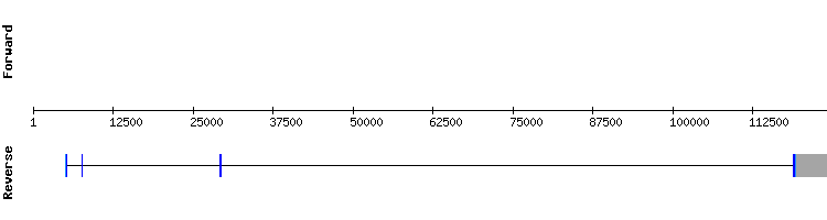 gene structure