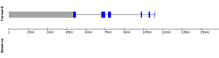 gene structure