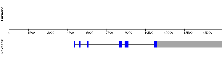 gene structure