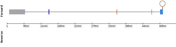 gene structure