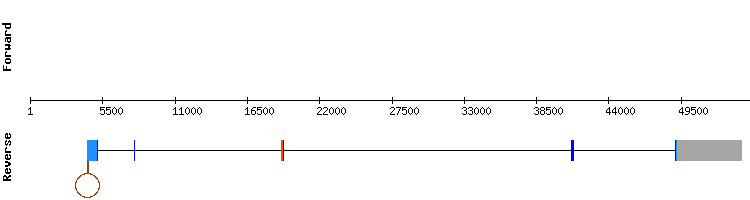 gene structure