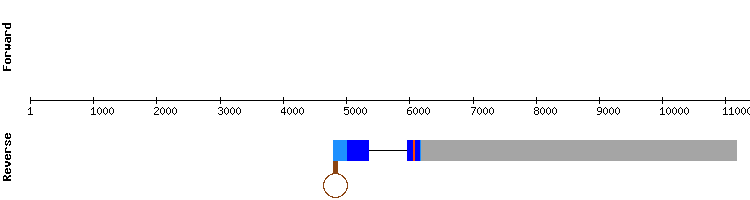 gene structure