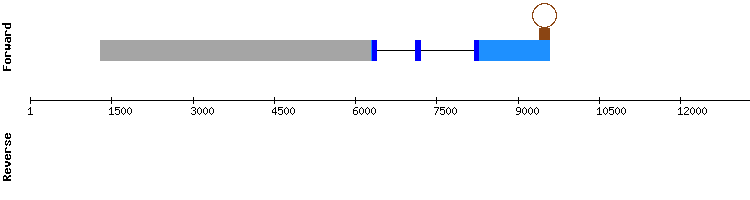 gene structure