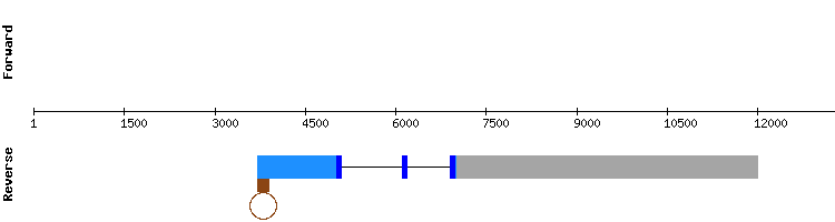 gene structure