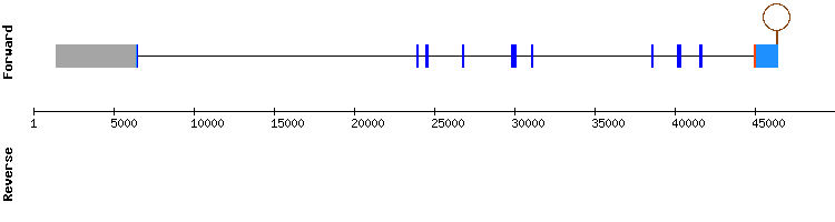 gene structure