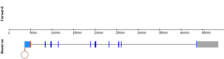 gene structure