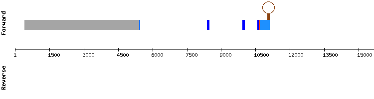 gene structure