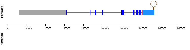 gene structure