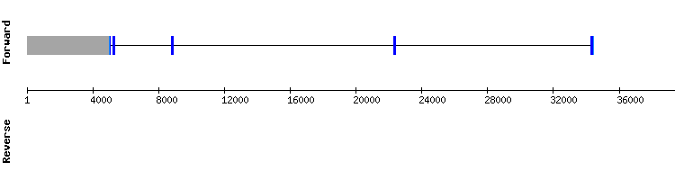 gene structure