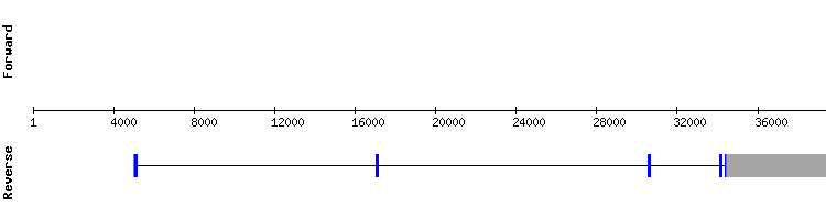 gene structure