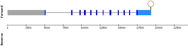 gene structure