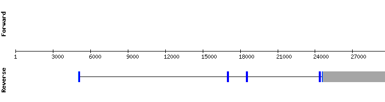 gene structure
