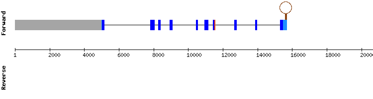 gene structure