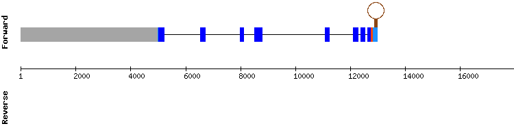 gene structure