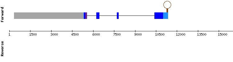 gene structure