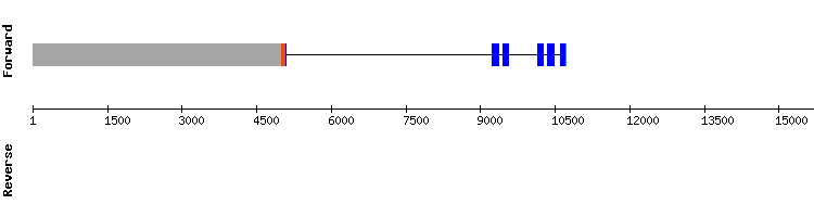 gene structure