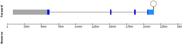 gene structure