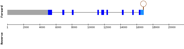 gene structure