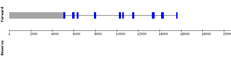 gene structure